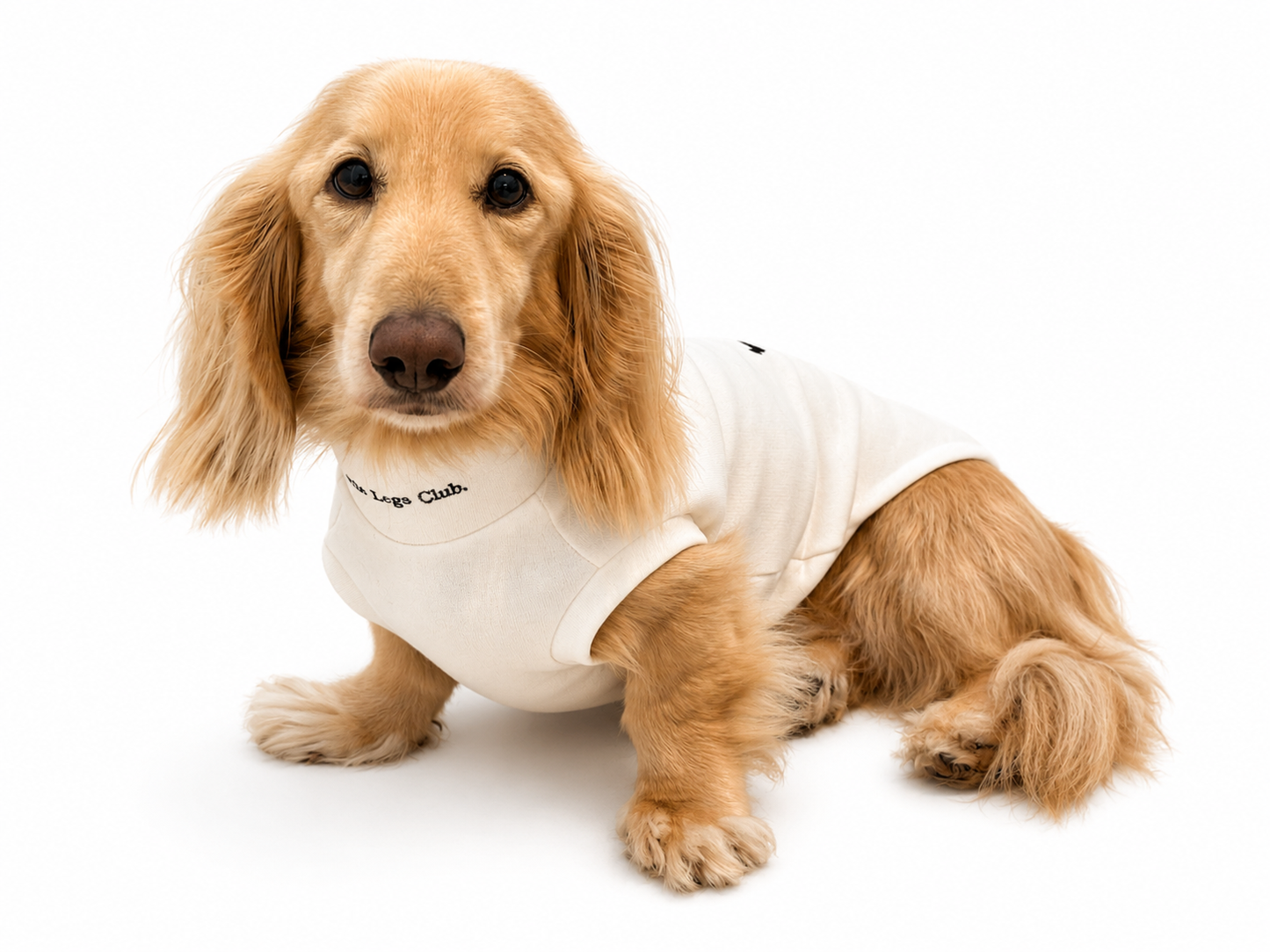 Little Legs Club Made to Measure Dog Sweater | Embroidered Dachshund Design | Cream | Custom Fit for Your Dog