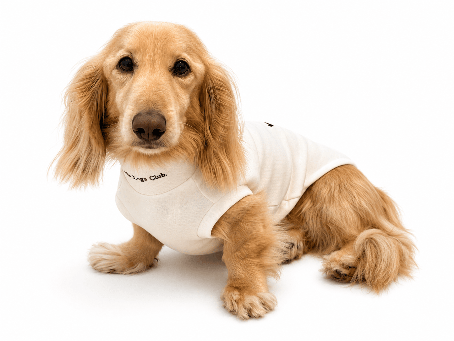 Little Legs Club Made to Measure Dog Sweater | Embroidered Dachshund Design | Cream | Custom Fit for Your Dog - Boog and Bear